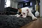 Dog resting on a rug in a living room